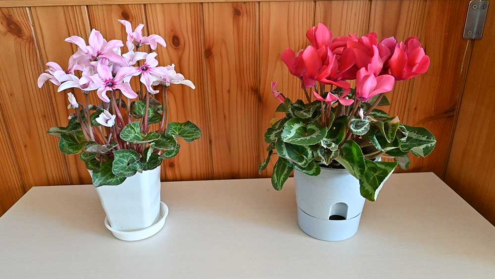 シクラメンの鉢植え