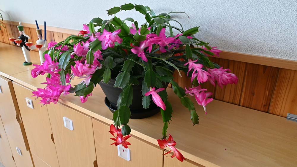 シャコバサボテンの鉢植